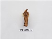 藏品(枯葉蛾科)的圖片